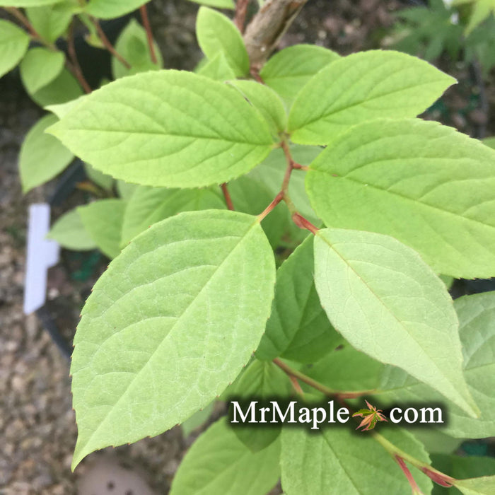 - Stewartia pseudocamellia 'Pewter' Silver-Blue Leafed Japanese Stewartia - Mr Maple │ Buy Japanese Maple Trees