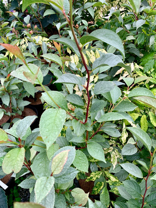 - Stewartia pseudocamellia 'Pewter' Silver-Blue Leafed Japanese Stewartia - Mr Maple │ Buy Japanese Maple Trees