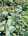 - Stewartia pseudocamellia 'Pewter' Silver-Blue Leafed Japanese Stewartia - Mr Maple │ Buy Japanese Maple Trees