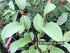 - Stewartia pseudocamellia 'Pewter' Silver-Blue Leafed Japanese Stewartia - Mr Maple │ Buy Japanese Maple Trees