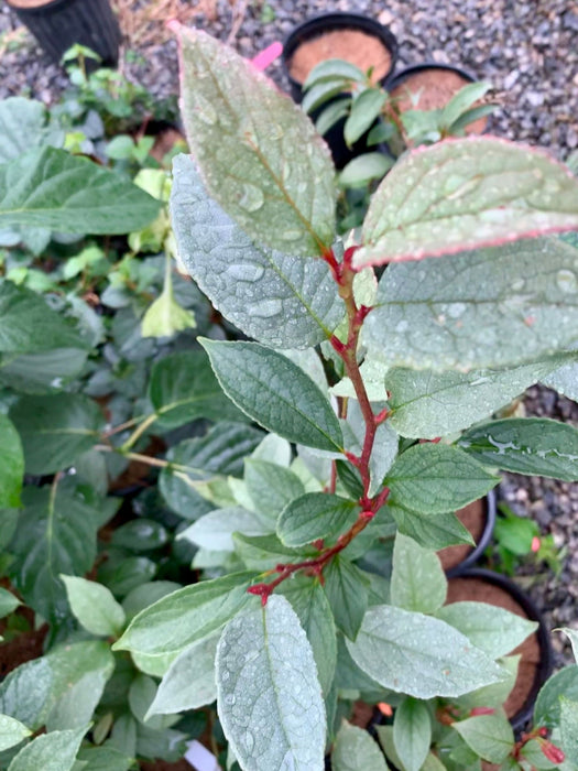 - Stewartia pseudocamellia 'Pewter' Silver-Blue Leafed Japanese Stewartia - Mr Maple │ Buy Japanese Maple Trees