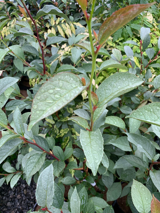 - Stewartia pseudocamellia 'Pewter' Silver-Blue Leafed Japanese Stewartia - Mr Maple │ Buy Japanese Maple Trees