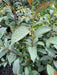 - Stewartia pseudocamellia 'Pewter' Silver-Blue Leafed Japanese Stewartia - Mr Maple │ Buy Japanese Maple Trees