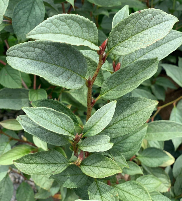 - Stewartia pseudocamellia 'Pewter' Silver-Blue Leafed Japanese Stewartia - Mr Maple │ Buy Japanese Maple Trees