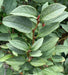 - Stewartia pseudocamellia 'Pewter' Silver-Blue Leafed Japanese Stewartia - Mr Maple │ Buy Japanese Maple Trees