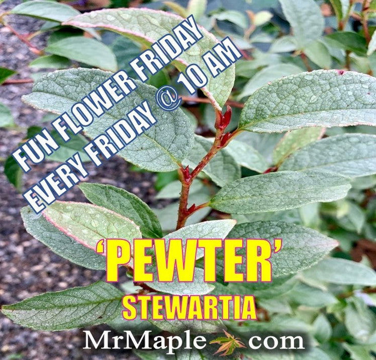 - Stewartia pseudocamellia 'Pewter' Silver-Blue Leafed Japanese Stewartia - Mr Maple │ Buy Japanese Maple Trees