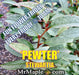 - Stewartia pseudocamellia 'Pewter' Silver-Blue Leafed Japanese Stewartia - Mr Maple │ Buy Japanese Maple Trees