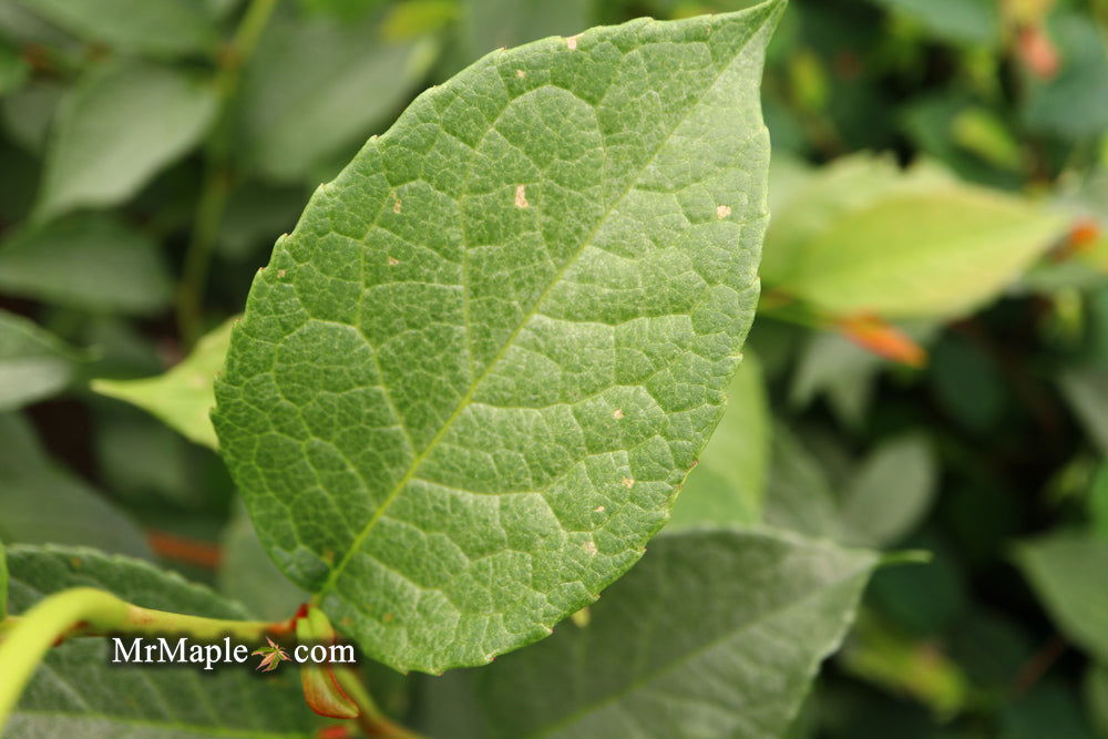 - Stewartia pseudocamellia 'Pewter' Silver-Blue Leafed Japanese Stewartia - Mr Maple │ Buy Japanese Maple Trees