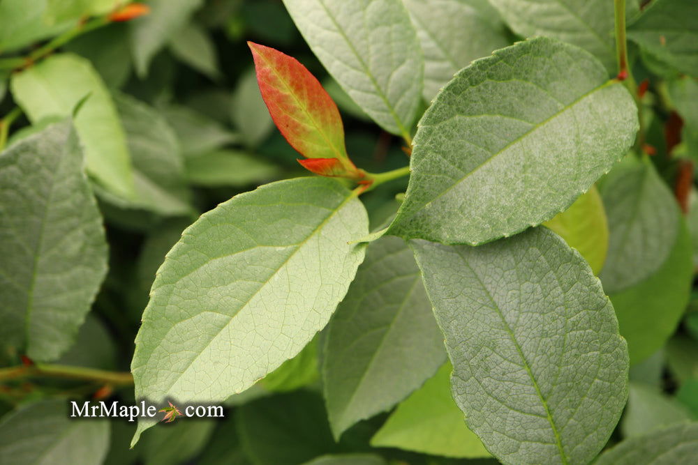 - Stewartia pseudocamellia 'Pewter' Silver-Blue Leafed Japanese Stewartia - Mr Maple │ Buy Japanese Maple Trees