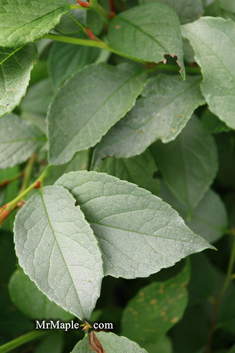 - Stewartia pseudocamellia 'Pewter' Silver-Blue Leafed Japanese Stewartia - Mr Maple │ Buy Japanese Maple Trees