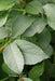 - Stewartia pseudocamellia 'Pewter' Silver-Blue Leafed Japanese Stewartia - Mr Maple │ Buy Japanese Maple Trees