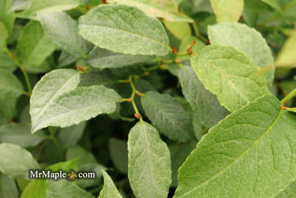 - Stewartia pseudocamellia 'Pewter' Silver-Blue Leafed Japanese Stewartia - Mr Maple │ Buy Japanese Maple Trees