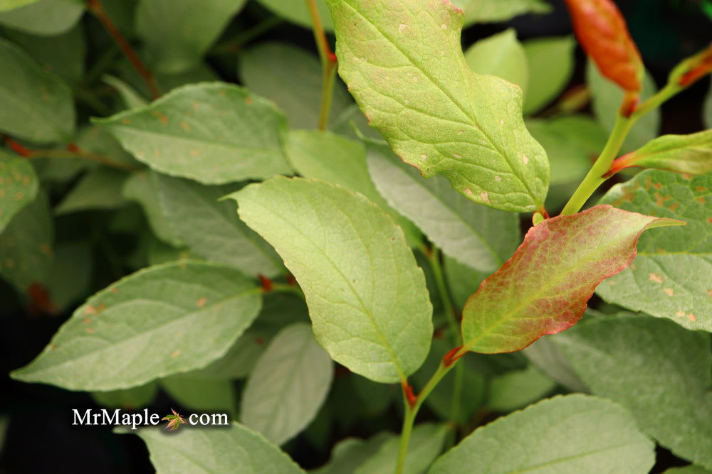 - Stewartia pseudocamellia 'Pewter' Silver-Blue Leafed Japanese Stewartia - Mr Maple │ Buy Japanese Maple Trees