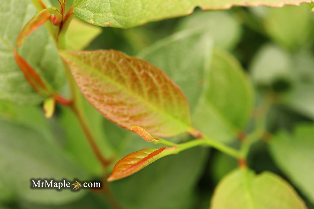 - Stewartia pseudocamellia 'Pewter' Silver-Blue Leafed Japanese Stewartia - Mr Maple │ Buy Japanese Maple Trees