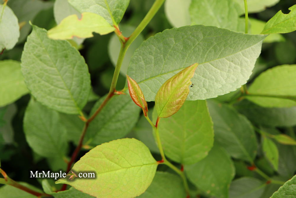 - Stewartia pseudocamellia 'Pewter' Silver-Blue Leafed Japanese Stewartia - Mr Maple │ Buy Japanese Maple Trees