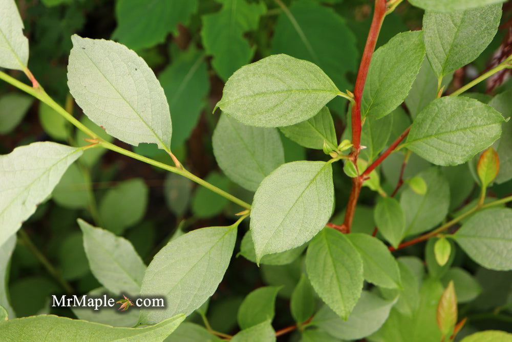 - Stewartia pseudocamellia 'Pewter' Silver-Blue Leafed Japanese Stewartia - Mr Maple │ Buy Japanese Maple Trees