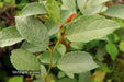 - Stewartia pseudocamellia 'Pewter' Silver-Blue Leafed Japanese Stewartia - Mr Maple │ Buy Japanese Maple Trees