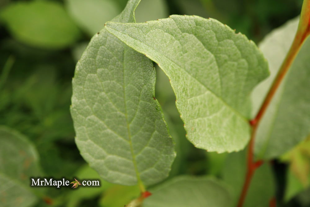 - Stewartia pseudocamellia 'Pewter' Silver-Blue Leafed Japanese Stewartia - Mr Maple │ Buy Japanese Maple Trees