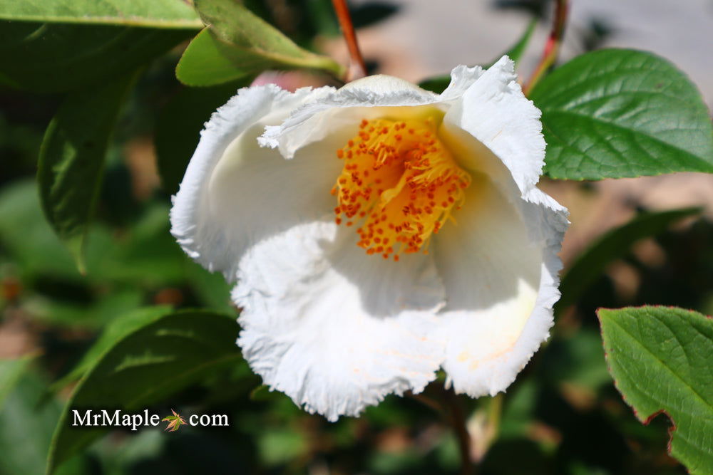 - Stewartia pseudocamellia 'Pewter' Silver-Blue Leafed Japanese Stewartia - Mr Maple │ Buy Japanese Maple Trees