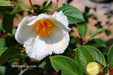 - Stewartia pseudocamellia 'Pewter' Silver-Blue Leafed Japanese Stewartia - Mr Maple │ Buy Japanese Maple Trees