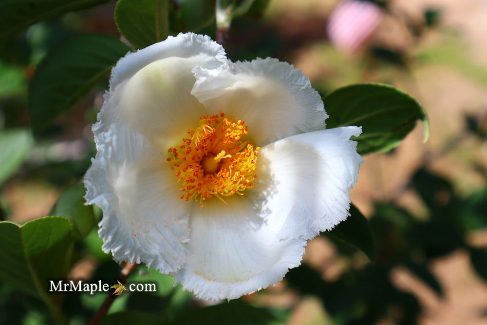 - Stewartia pseudocamellia 'Pewter' Silver-Blue Leafed Japanese Stewartia - Mr Maple │ Buy Japanese Maple Trees