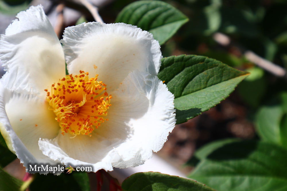 - Stewartia pseudocamellia 'Pewter' Silver-Blue Leafed Japanese Stewartia - Mr Maple │ Buy Japanese Maple Trees