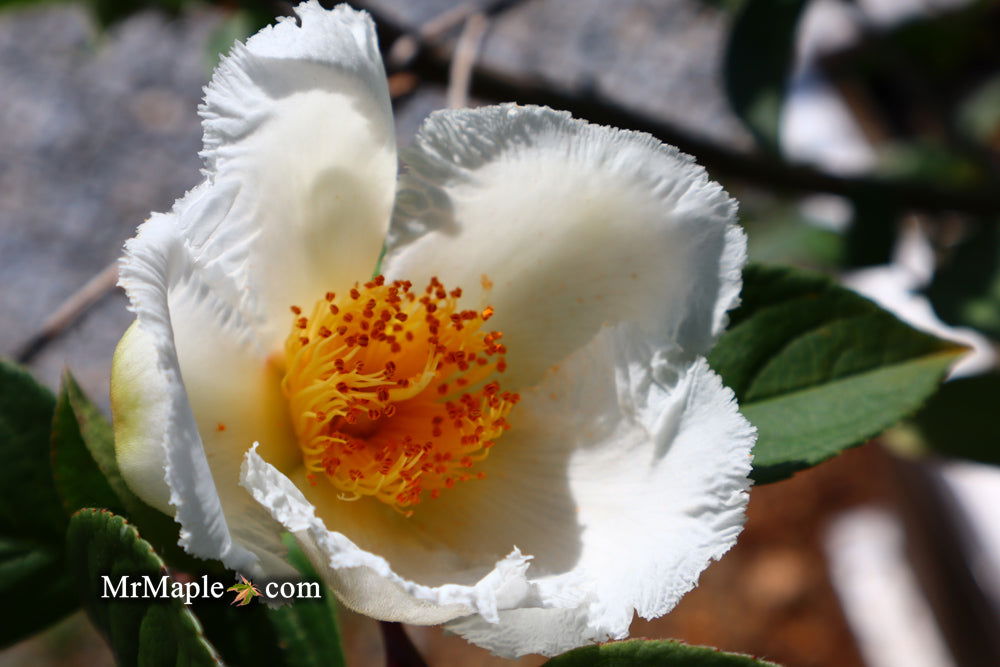 - Stewartia pseudocamellia 'Pewter' Silver-Blue Leafed Japanese Stewartia - Mr Maple │ Buy Japanese Maple Trees