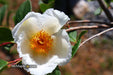 - Stewartia pseudocamellia 'Pewter' Silver-Blue Leafed Japanese Stewartia - Mr Maple │ Buy Japanese Maple Trees