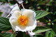 - Stewartia pseudocamellia 'Pewter' Silver-Blue Leafed Japanese Stewartia - Mr Maple │ Buy Japanese Maple Trees