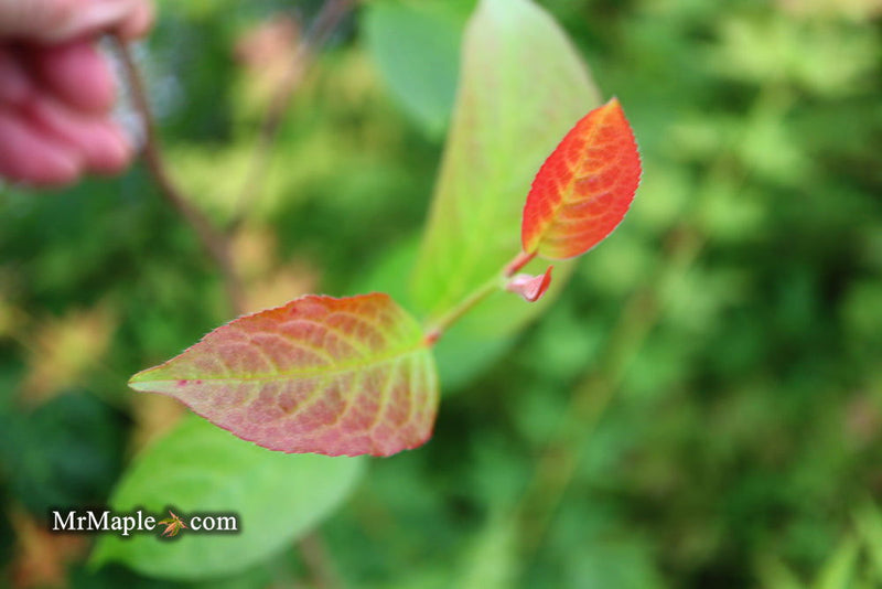 - Stewartia pseudocamellia 'Plant Mad Garden' Great Shape Japanese Stewartia - Mr Maple │ Buy Japanese Maple Trees