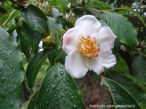 - Stewartia rostrata Beaked Stewartia - Mr Maple │ Buy Japanese Maple Trees