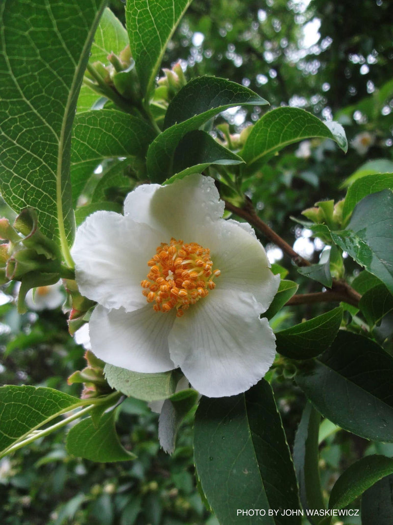 - Stewartia rostrata Beaked Stewartia - Mr Maple │ Buy Japanese Maple Trees
