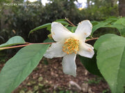 - Stewartia rostrata Beaked Stewartia - Mr Maple │ Buy Japanese Maple Trees