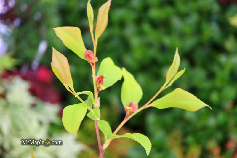 - Stewartia rostrata Beaked Stewartia - Mr Maple │ Buy Japanese Maple Trees