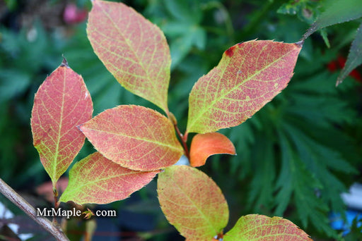 '- Stewartia rostrata 'Gold Spring' Beaked Stewartia - Mr Maple │ Buy Japanese Maple Trees