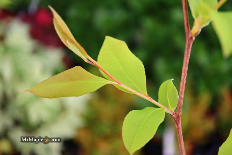 - Stewartia rostrata 'Gold Spring' Beaked Stewartia - Mr Maple │ Buy Japanese Maple Trees