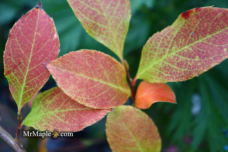 - Stewartia rostrata 'Gold Spring' Beaked Stewartia - Mr Maple │ Buy Japanese Maple Trees