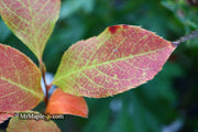 - Stewartia rostrata 'Gold Spring' Beaked Stewartia - Mr Maple │ Buy Japanese Maple Trees