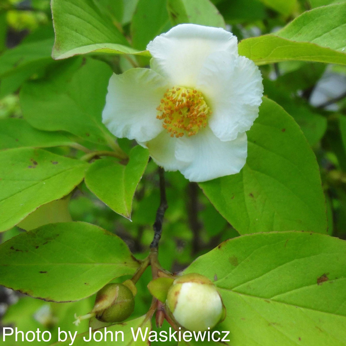 Buy Stewartia x henryae 'Skyrocket' Orange Bark Stewartia — Mr