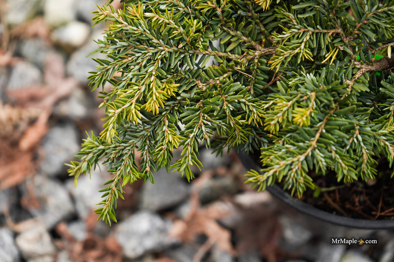 Tsuga canadensis 'Stockman's Dwarf' Dwarf Canadian Hemlock