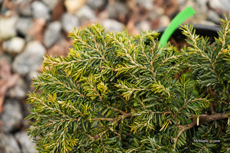 Tsuga canadensis 'Stockman's Dwarf' Dwarf Canadian Hemlock