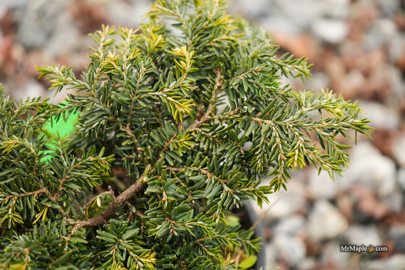 Tsuga canadensis 'Stockman's Dwarf' Dwarf Canadian Hemlock