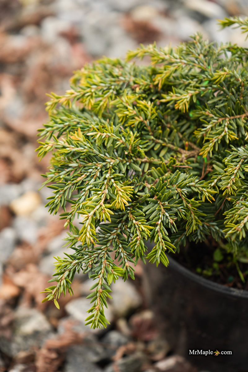 Tsuga canadensis 'Stockman's Dwarf' Dwarf Canadian Hemlock