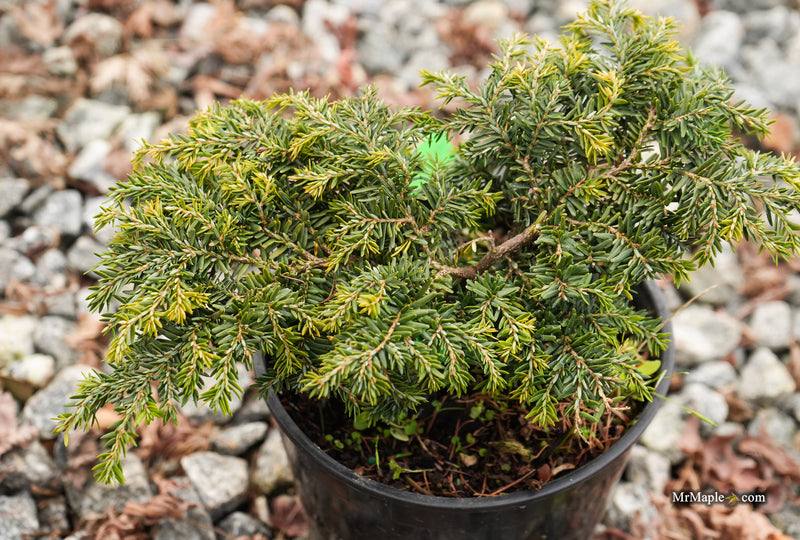 Tsuga canadensis 'Stockman's Dwarf' Dwarf Canadian Hemlock