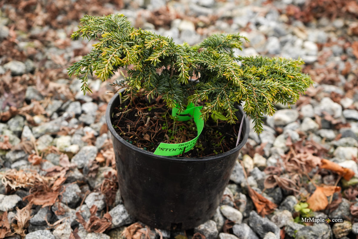 tsuga bonsai Buy Tsuga canadensis 'Popaleuski' Dwarf Canadian Hemlock — Mr Maple │ Buy  Japanese Maple Trees