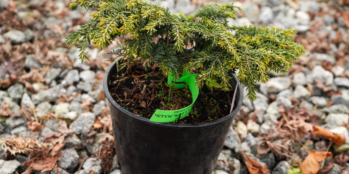 Buy Tsuga canadensis 'Popaleuski' Dwarf Canadian Hemlock — Mr