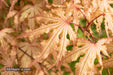 - Acer palmatum 'Strawberry Spring' Reticulated Japanese Maple - Mr Maple │ Buy Japanese Maple Trees