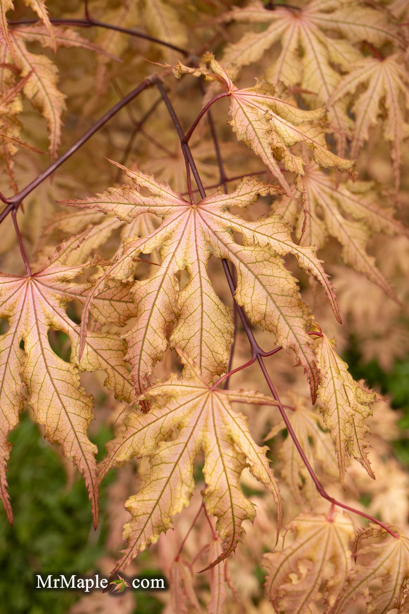 Buy Acer palmatum 'Strawberry Spring' Reticulated Japanese Maple Buy Acer palmatum 'Strawberry Spring' Reticulated Japanese Maple