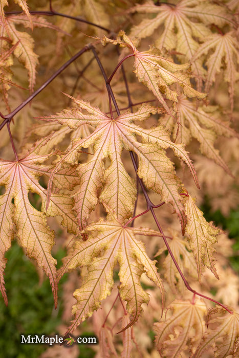 - Acer palmatum 'Strawberry Spring' Reticulated Japanese Maple - Mr Maple │ Buy Japanese Maple Trees