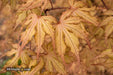 - Acer palmatum 'Strawberry Spring' Reticulated Japanese Maple - Mr Maple │ Buy Japanese Maple Trees